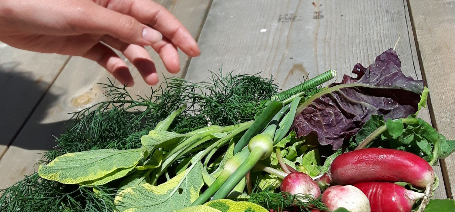 Reaching for fresh produce at Woodbine Garden