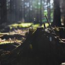 Pixabay, climate crisis, forest, stump