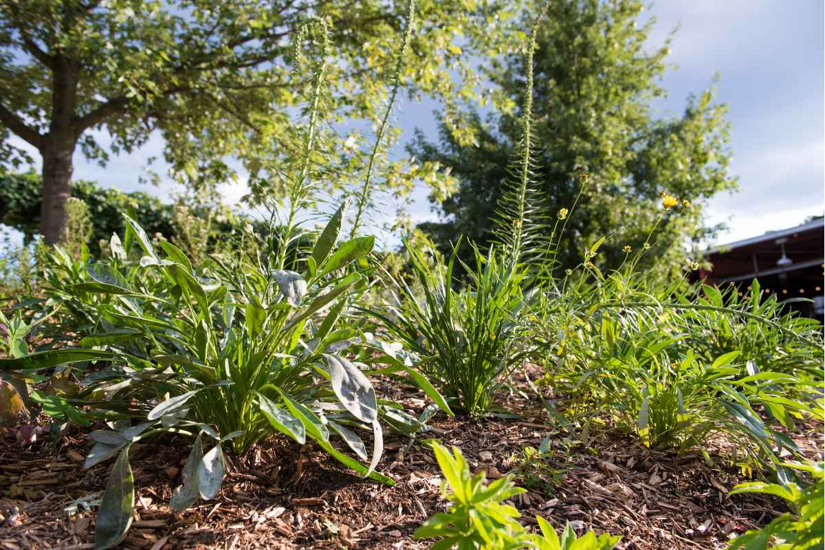 Garden at the Brick Works