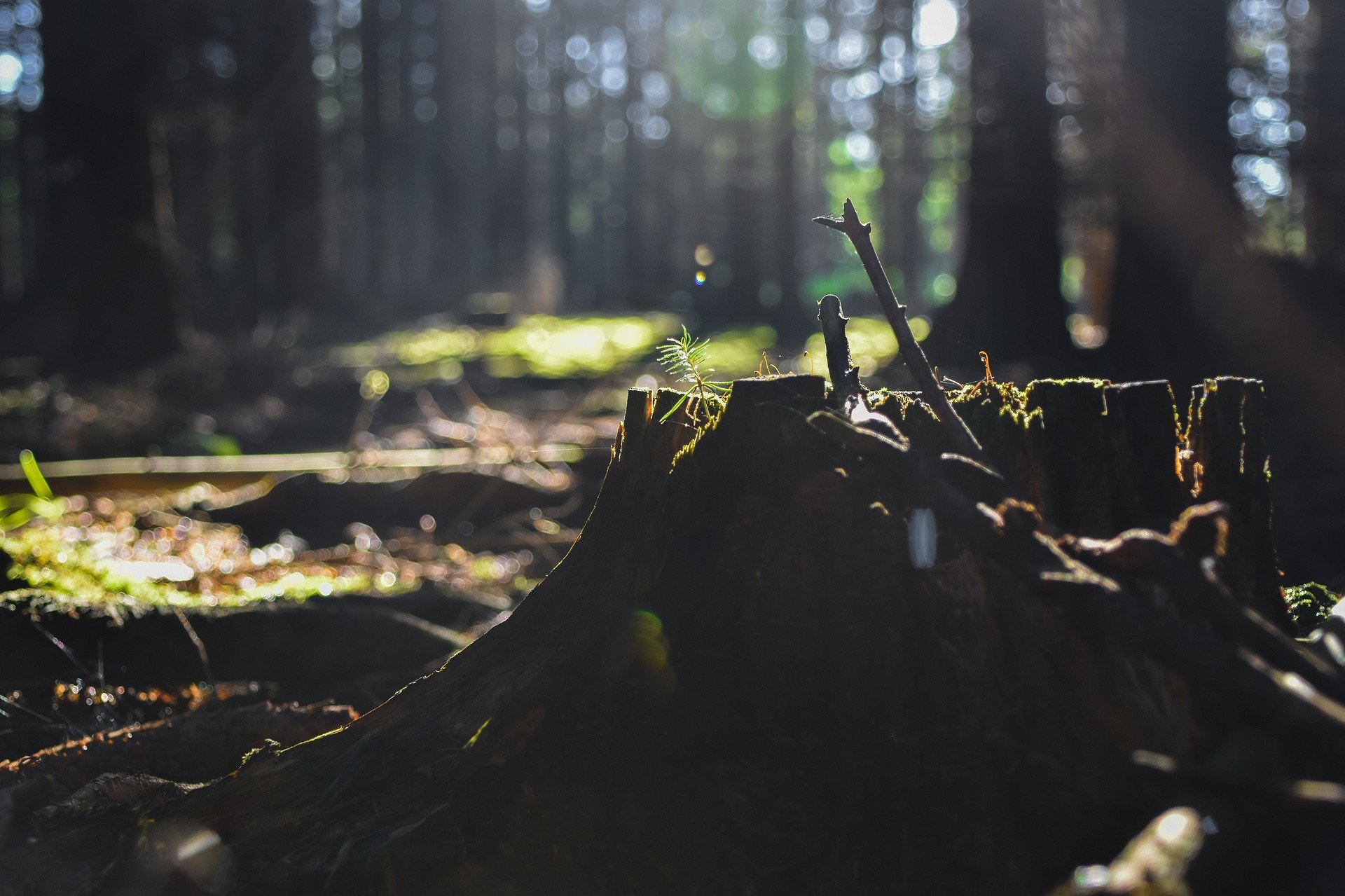 Pixabay, climate crisis, forest, stump