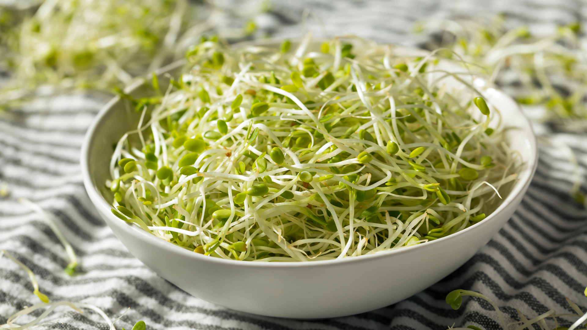Close up of edible sprouts